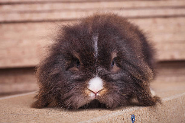 istock Furry lion head rabbit bunny looking at the camera 497419812