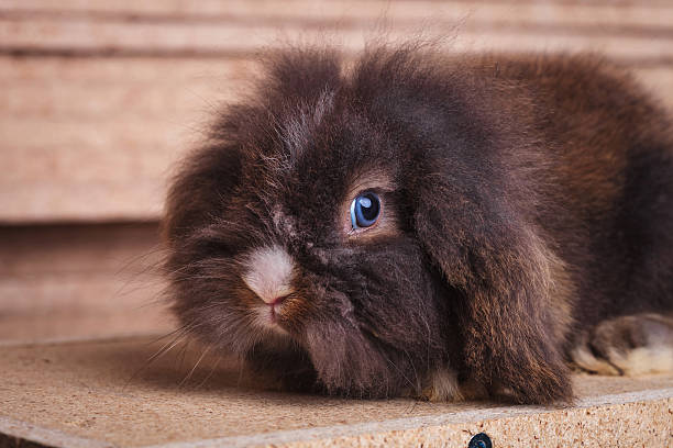 istock cute lion head rabbit bunny lying in wood background 497419978