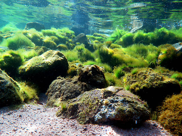 Algae bloom Filamentous green algae bloom in Spring algal bloom stock pictures, royalty-free photos & images