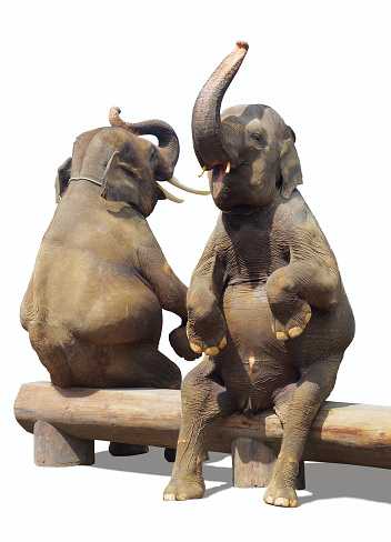Elephants are sitting on the bench