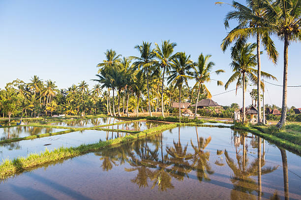 istock Rice paddies near Ubud in Bali 497422434