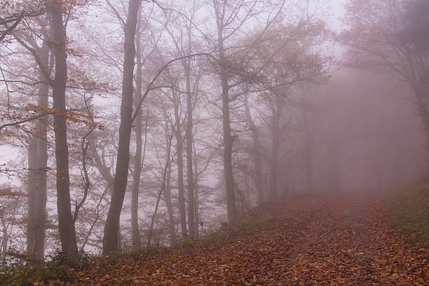 otoño bosque de niebla naturaleza - herbstwald fotografías e imágenes de stock