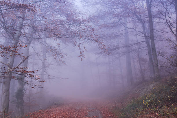 otoño misty forest - herbstwald fotografías e imágenes de stock