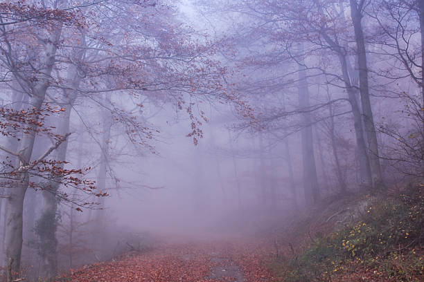 霧のかかった森の秋 - herbstwald ストックフォトと画像