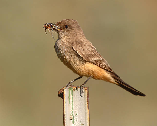 istock Say's Phoebe With Cicada In Beak 497428691