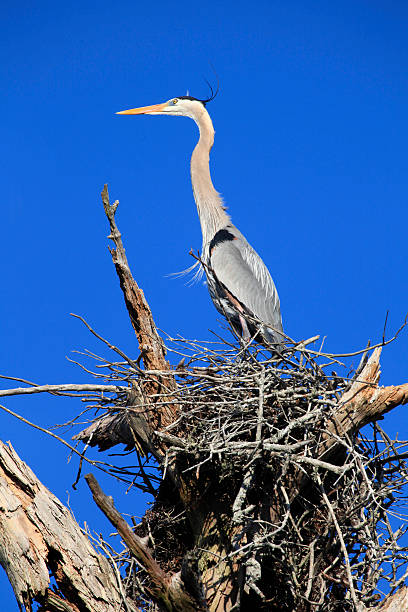 istock Great Blue Heron Standig in its Nest 497429835