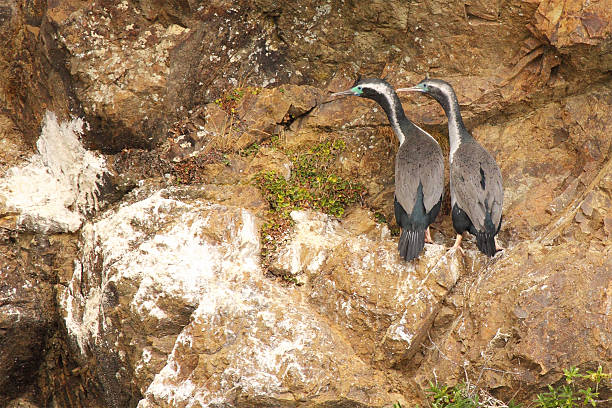 Cтоковое фото Пятнистый Shag Пара