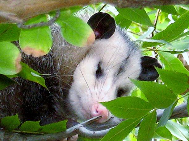 주머니쥐 슬리핑 인 트리 - common opossum 뉴스 사진 이미지