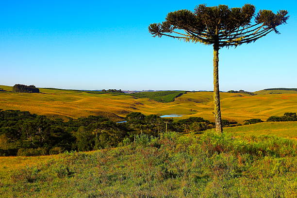 solitário araucaria pasto pampa campo, sul do brasil - green woods forest southern brazil imagens e fotografias de stock