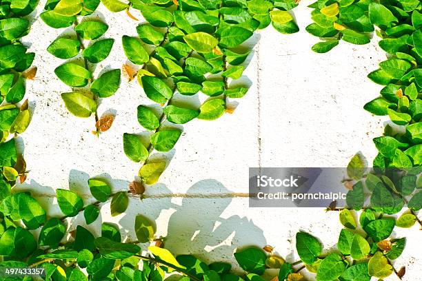 Foto de Videira Verde e mais fotos de stock de Ajardinado - Ajardinado, Botânica - Assunto, Caule