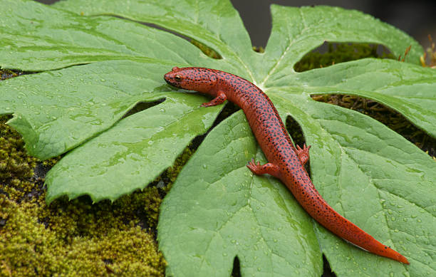 Photo of Black Lipped Salamander sitting on a green leaf.