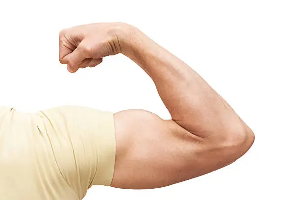 Strong male arm shows biceps. Closeup photo isolated on white