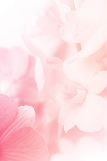 sweet color orchids in soft style for background