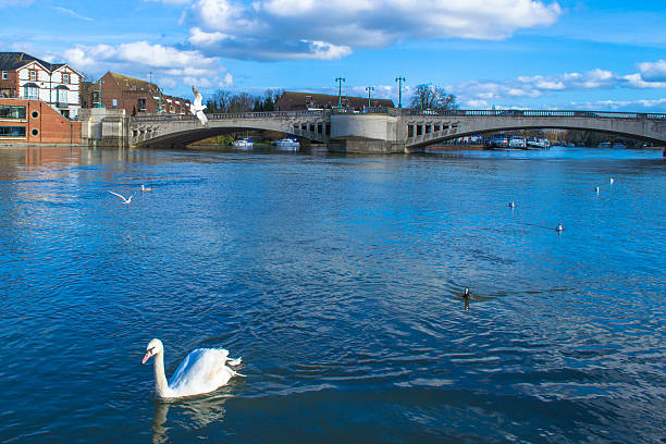 istock Swan and Ducks in Line in Next to River Bridge 497434305