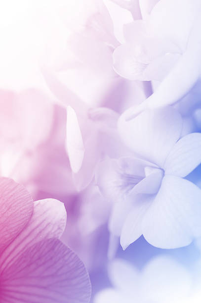 istock sweet color orchids in soft style 497434809