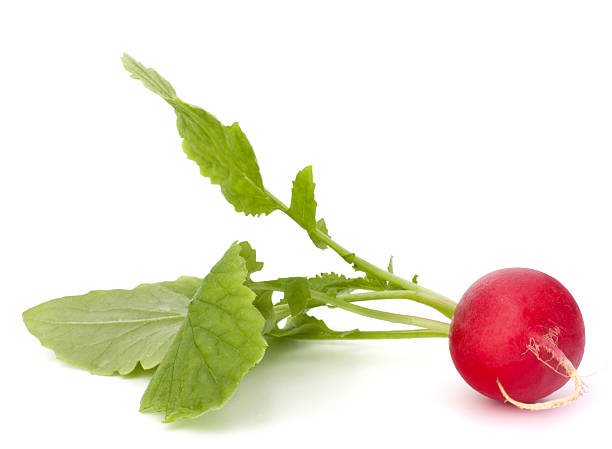 istock Small garden radish with leaves 497435173