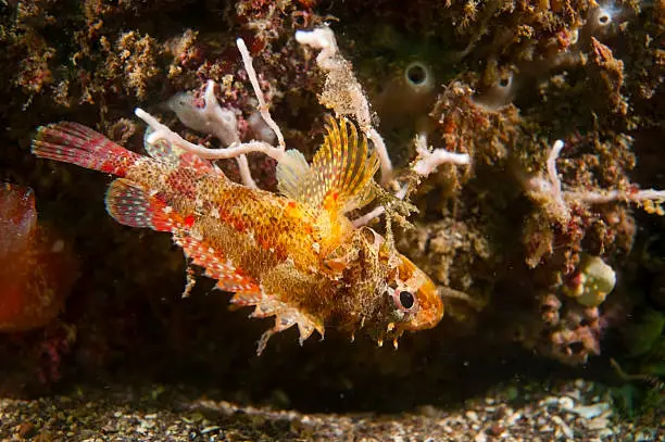 Cheekspot Scorpionfish-Scorpaenodes littoralis, Kanagawa Prefecture/Japan, 2010/10/17.