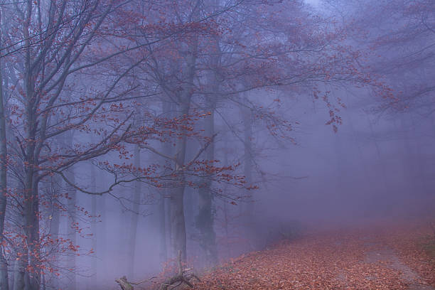 カラフルな霧のある秋の森 - herbstwald ストックフォトと画像