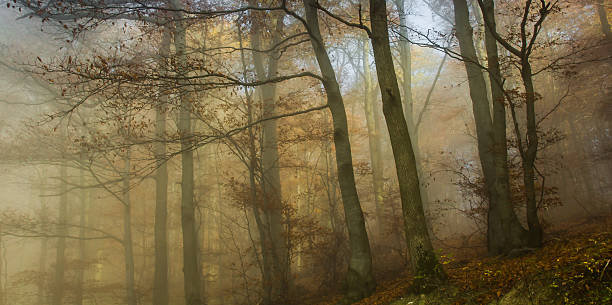 foggy autunno foresta - herbstwald foto e immagini stock