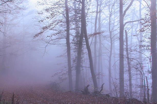 otoño bosque de niebla naturaleza - herbstwald fotografías e imágenes de stock