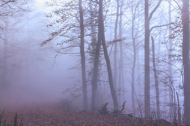 natura autunno nebbia foresta - herbstwald foto e immagini stock