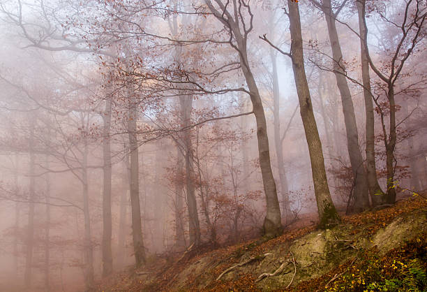 hermosos colores otoñales misty forest - herbstwald fotografías e imágenes de stock