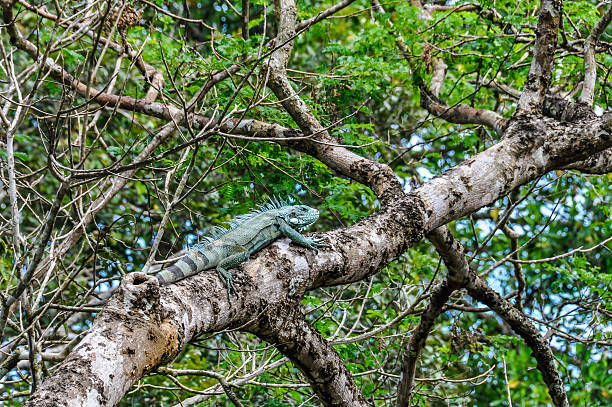 istock Iguana on the tree in the Amazon Rainforest, Manaos, Brazil 497438734