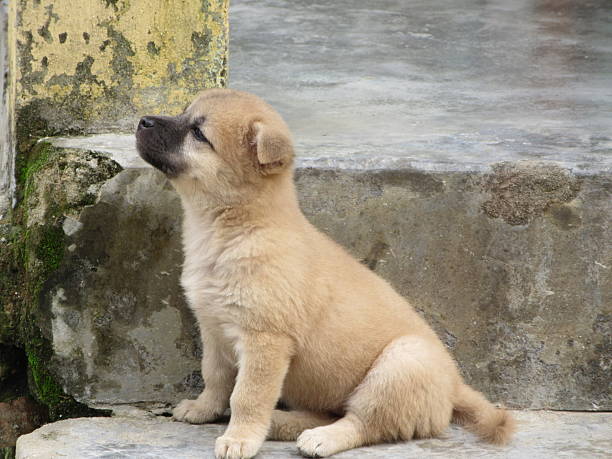 Homeless Puppy on Broken Cement Steps