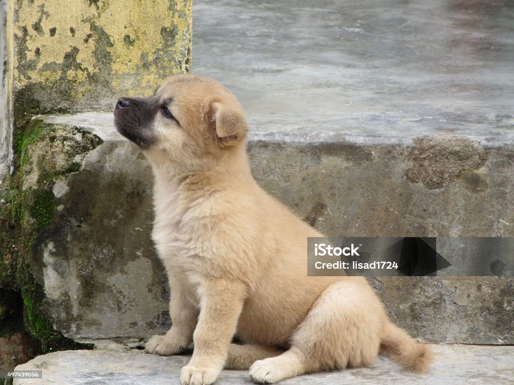 Homeless Puppy on Broken Cement Steps Homeless puppy looking for handouts while sitting on a broken cement stair. 2015 Stock Photo