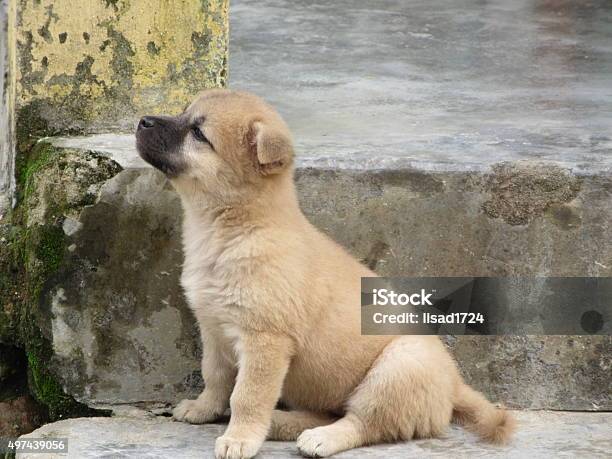 Homeless Puppy On Broken Cement Steps Stock Photo - Download Image Now - 2015, Abandoned, Animal