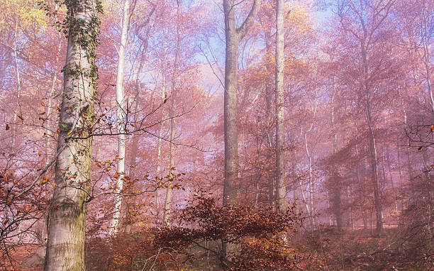 bosque de otoño colorido naturaleza - herbstwald fotografías e imágenes de stock