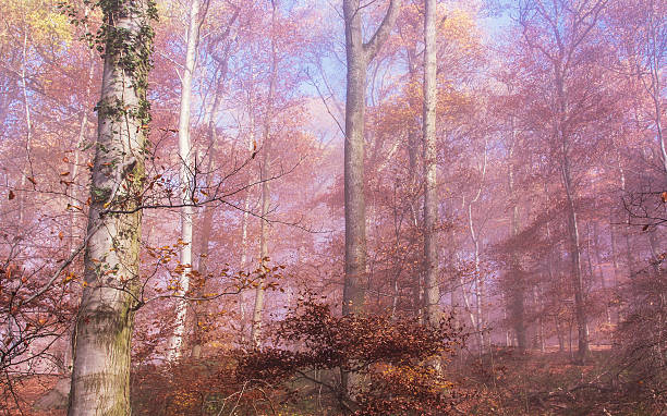 自然な秋の森 - herbstwald ストックフォトと画像