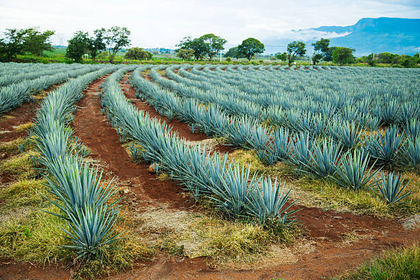 Tequila Landscape Agave tequila landscape to Guadalajara, Jalisco, Mexico. agave tequila stock pictures, royalty-free photos & images