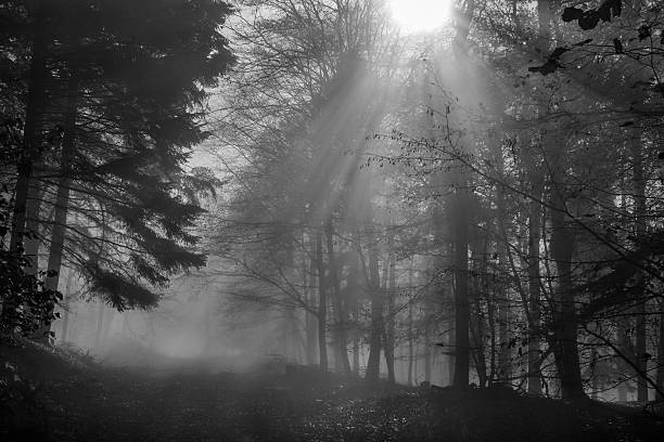 istock Nature Autumn Forest Fog and Sunbeams 497439472