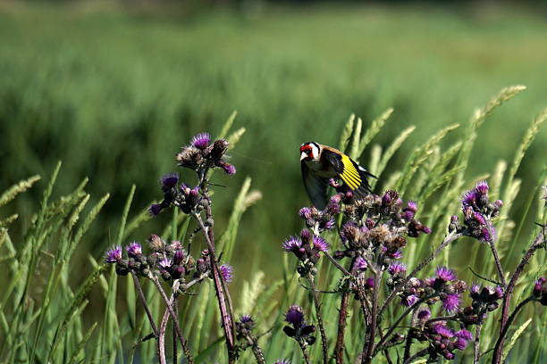 istock European Goldfinches Flying above Thistles 497440004