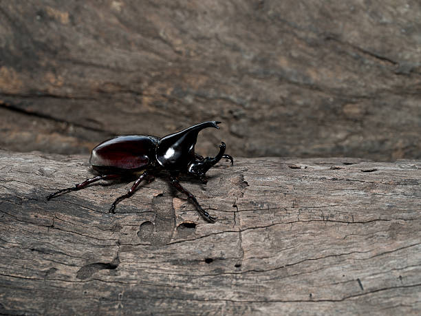 Male Rhinoceros beetle Rhinoceros beetle, Rhino beetle, Hercules beetle, Unicorn beetle, Horn beetle hercules beetle stock pictures, royalty-free photos & images