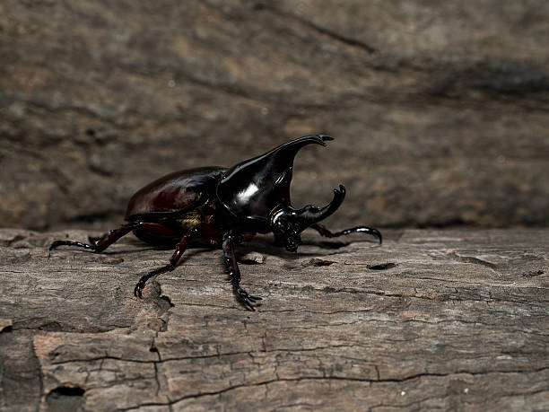 Male Rhinoceros beetle Rhinoceros beetle, Rhino beetle, Hercules beetle, Unicorn beetle, Horn beetle hercules beetle stock pictures, royalty-free photos & images