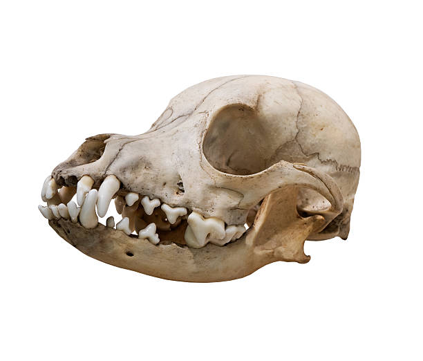 istock The Ancient skull dog on a white background 497441540