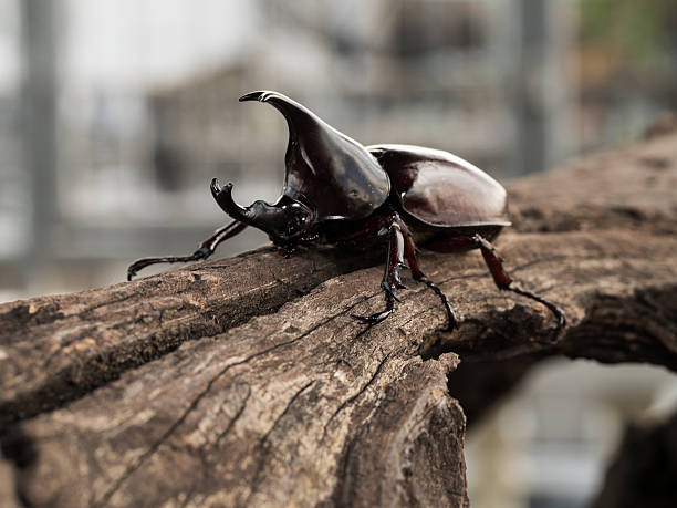 Male Rhinoceros beetle Rhinoceros beetle, Rhino beetle, Hercules beetle, Unicorn beetle, Horn beetle hercules beetle stock pictures, royalty-free photos & images