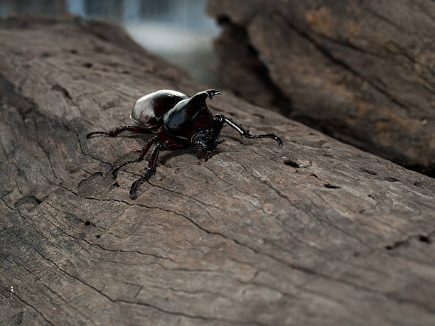 Male Rhinoceros beetle Rhinoceros beetle, Rhino beetle, Hercules beetle, Unicorn beetle, Horn beetle hercules beetle stock pictures, royalty-free photos & images