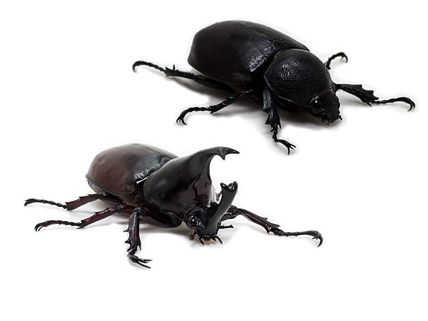 Male and Female Rhinoceros beetle Male and Female Rhinoceros beetle hercules beetle stock pictures, royalty-free photos & images