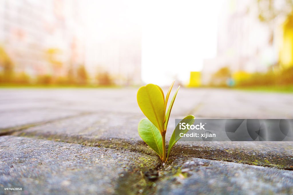 Junge Pflanze wächst - Lizenzfrei 2015 Stock-Foto