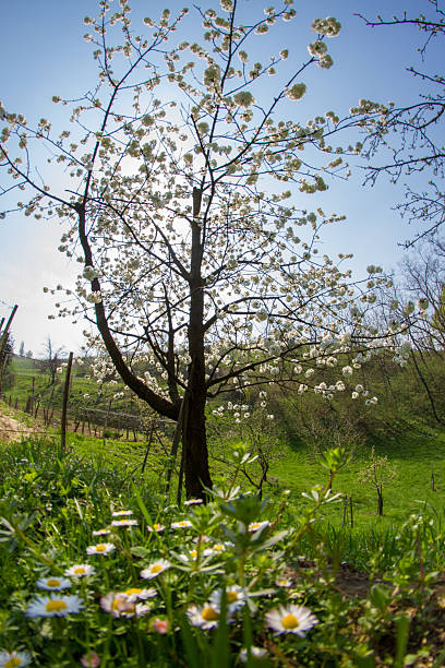 istock Daisies in front of blossoming cherry tree 497443622