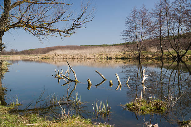 istock Old tree on the bank of the river in the spring 497443948