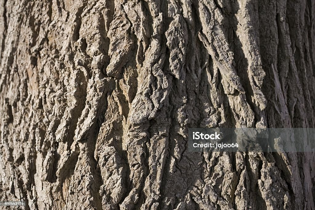 Long Exposure Night Shot Of A Poplar Stem Long Exposure Night Shot Of A Poplar Stem. 2015 Stock Photo