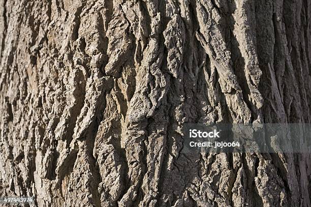 Long Exposure Night Shot Of A Poplar Stem Stock Photo - Download Image Now - 2015, Close-up, Color Image