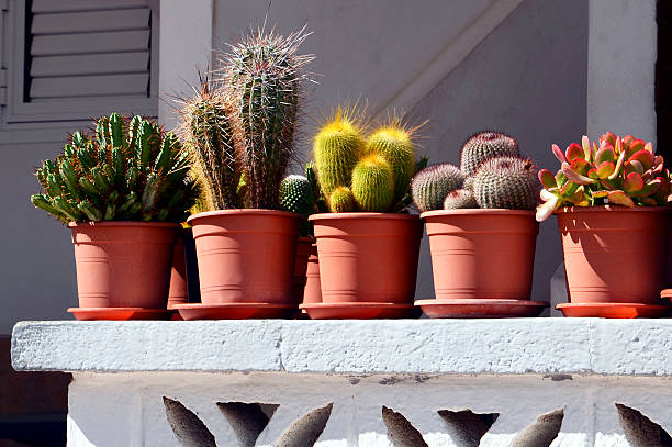Outdoor flower pots with tropical succulent plants. Outdoor flower pots with tropical succulent plants. Tenerife,Canary Islands. spanish flower pots stock pictures, royalty-free photos & images