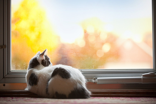 A 6 month old kitten looking though a glass door on a beautiful fall day.