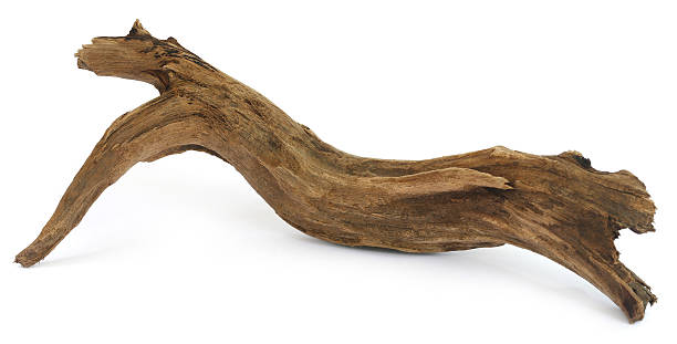 driftwood over white background - drijfhout stockfoto's en -beelden