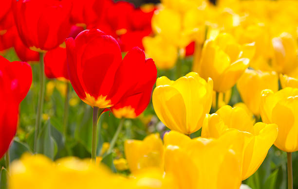 istock Vibrant Spring Flowers in full bloom in red and yellow 497447177